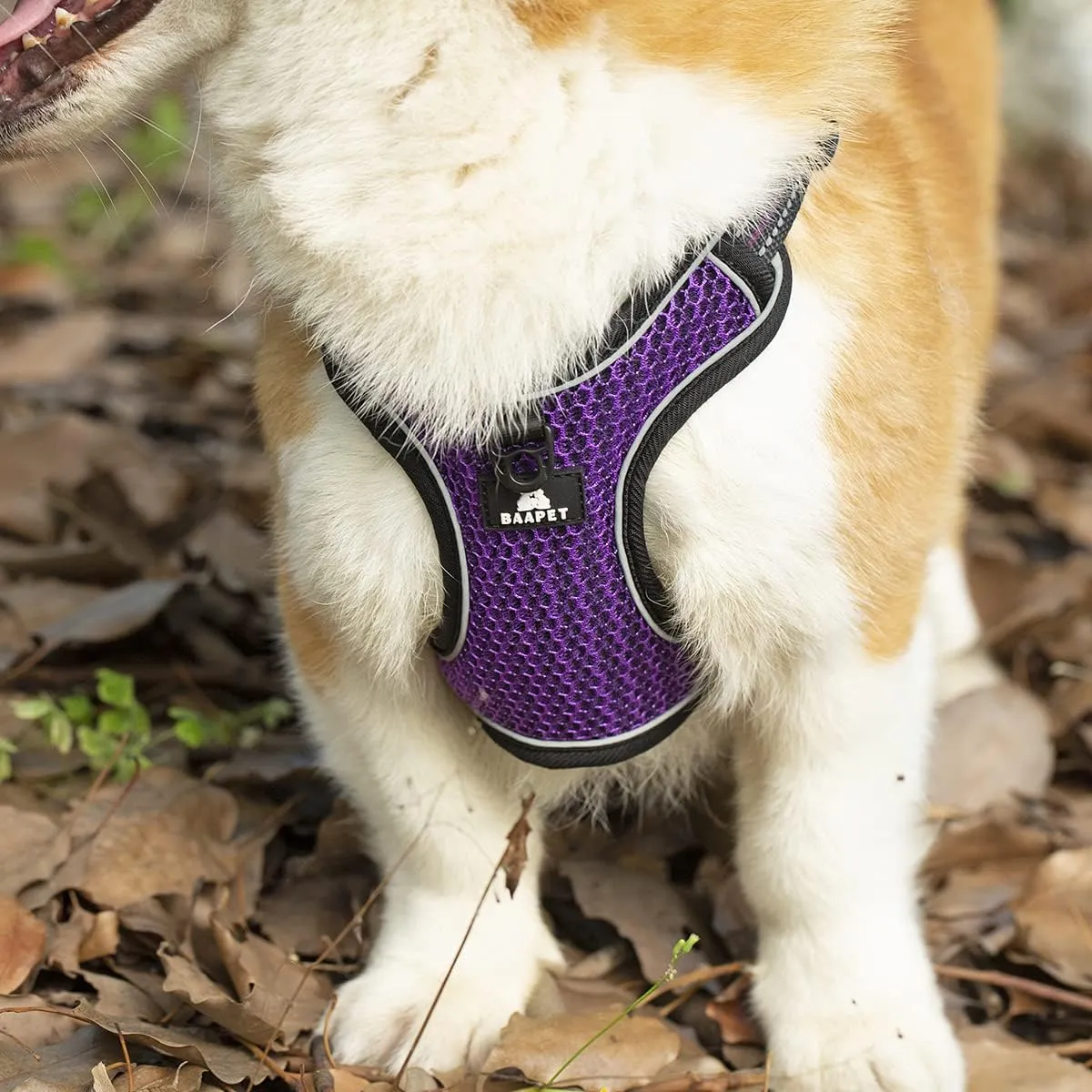 BAAPET Breathable Dog Harness for Small Puppy, Medium Dogs Step-in and Air Mesh with 6 Feet Reflective Rope Dog Leash (XL - 6 FT x Chest (24~28''), Purple)