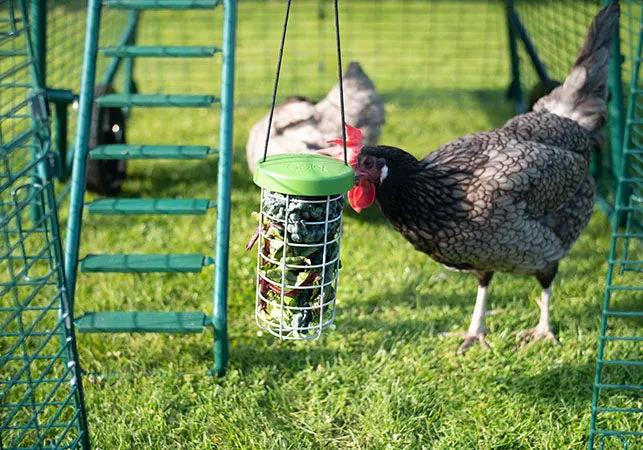 Caddi Chicken Treat Holder