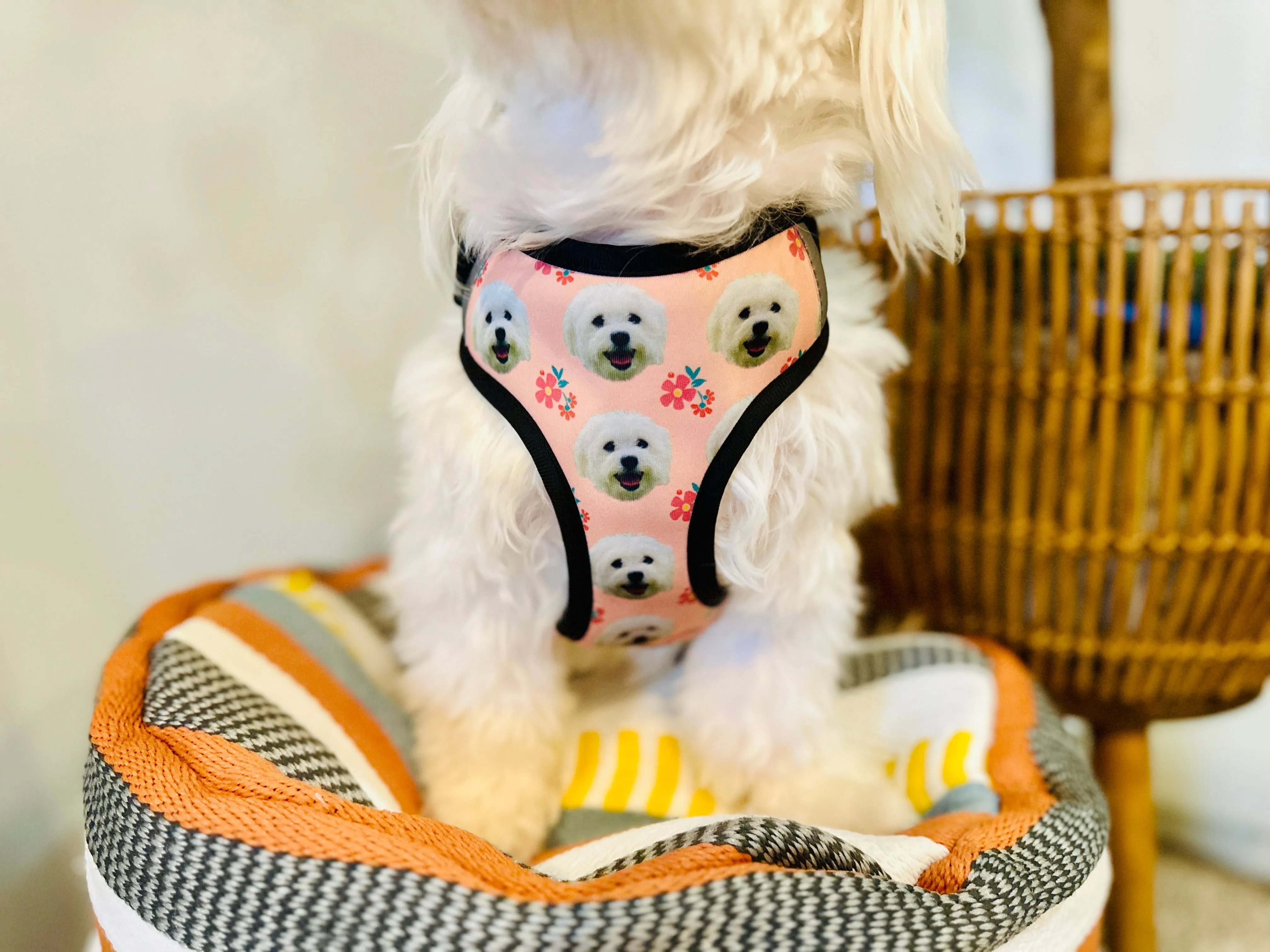 Custom Adjustable Harness