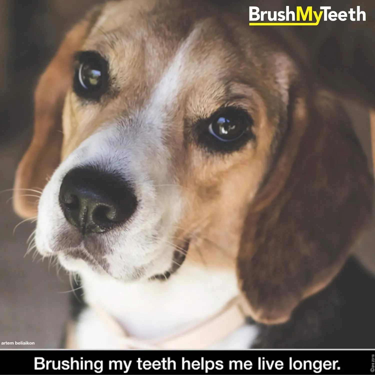 Medium Dog Toothbrush - Rounded Brush Head -Soft Flexible Bristles- for Safe and Gentle Brushing for Doggie, Any Medium Breed or Puppy, Daily Brushing Adds Years of Healthy Life