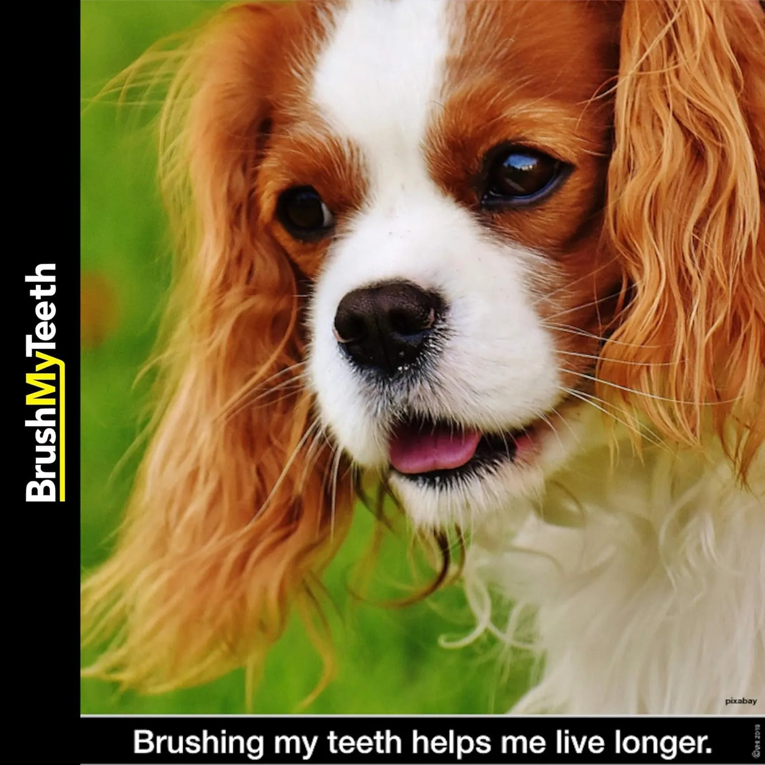 Medium Dog Toothbrush - Rounded Brush Head -Soft Flexible Bristles- for Safe and Gentle Brushing for Doggie, Any Medium Breed or Puppy, Daily Brushing Adds Years of Healthy Life