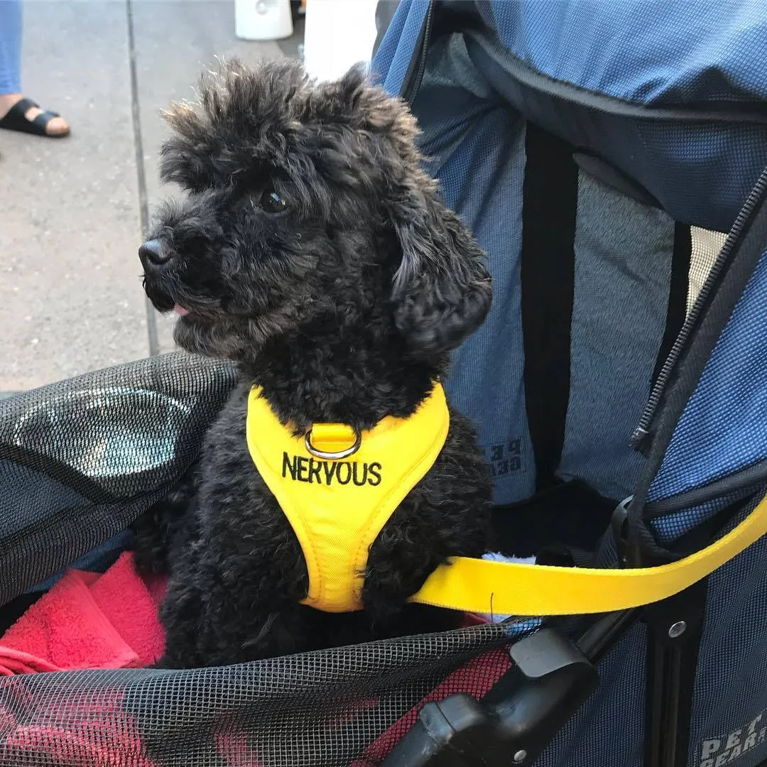 NERVOUS - XS adjustable Vest Harness