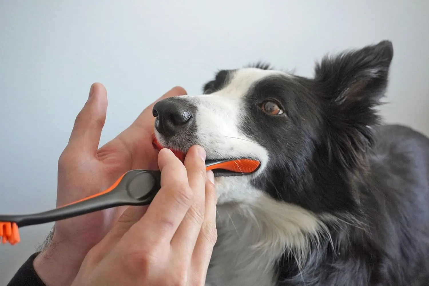 Pet Toothbrushing Assistant for Puppies' Dogs and Cats Allows You to Brush Your pets Teeth Without Constantly Worrying About Getting Bitten (Orange, Small)