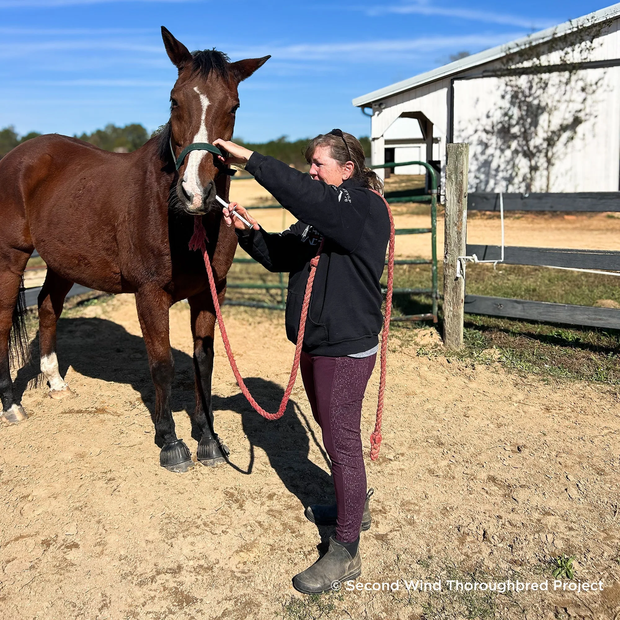 Send Care Kits to Help Rescued Horses