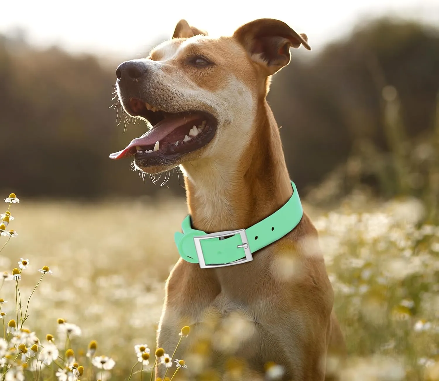 Wisedog Waterproof Dog Collar: Multiple Adjust 7" to 23.6", Soft Rubber Coated Webbing, Easy to Clean, for Small Medium Large Dogs (XS|7"-10"  1/2 in, Mint Green)