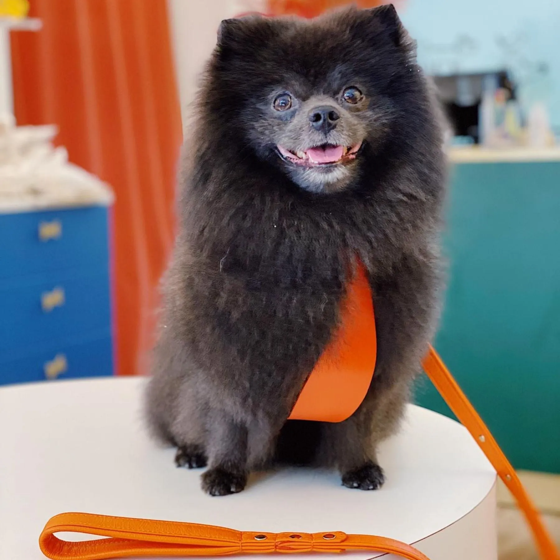 Y-Harness - Orange Tangerine